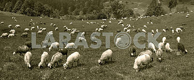 Sheep Carpathians