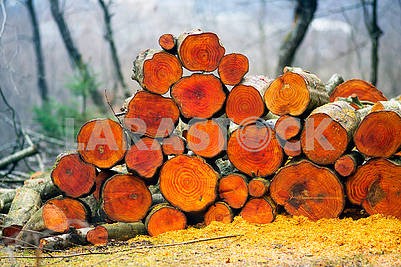 Picturesque composition of firewood