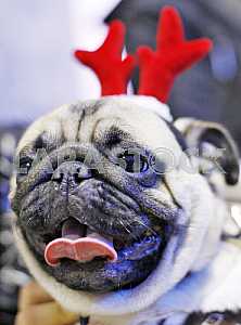 The Pug-Christmas party in Kiev.