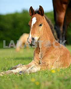 Horse