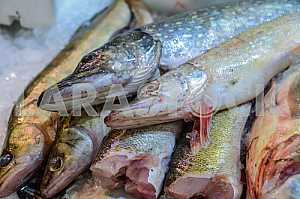Pike are on display at the carcass perch.