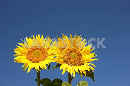 Two sunflowers on an early morning in a field