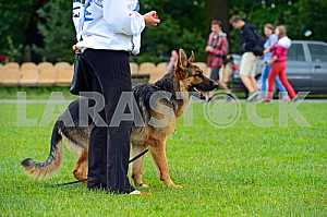 German Shepherd