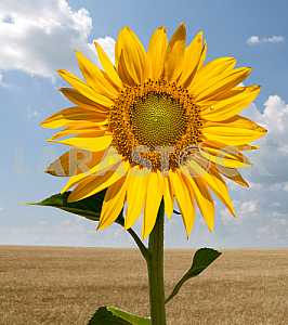 Sunflower in a wheat field