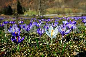Crocus