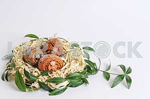 Easter eggs in a basket