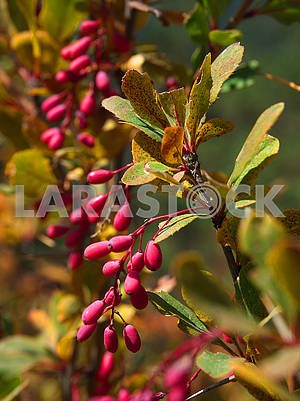 Dogwood berries on a branch