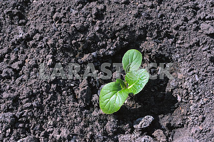 Green young sprout in the earth