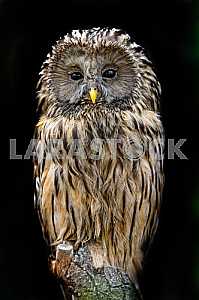Two-tailed owl