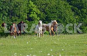 White, red, bay horses i