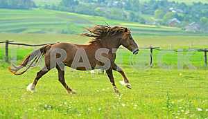 Horse on a green background