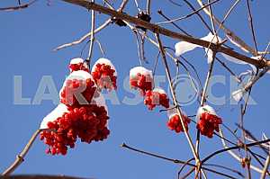 Viburnum (Viburnum opulus)