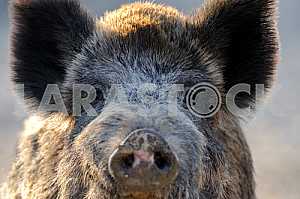 Muzzle wild boar