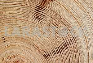 Wood texture with natural pattern