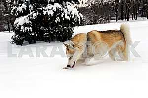 Husky