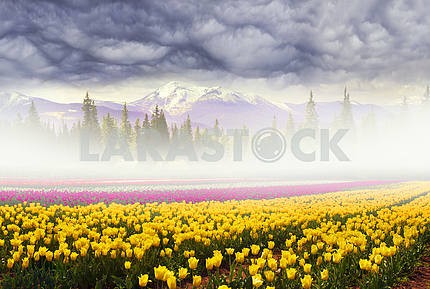 Field of tulips in the fog