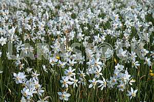 Narcissus Valley