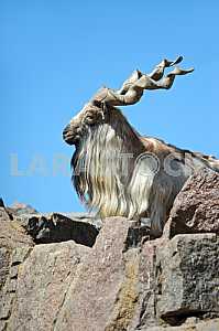 Spiral-horned goat