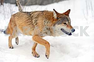 Gray Wolf