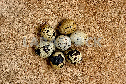 Quail eggs close-up on a terry towel
