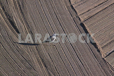 Одинокая чайка на очищенном трактором песке трактора средиземноморском пляже