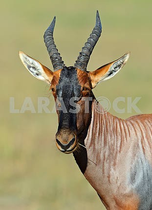 Африканская антилопа