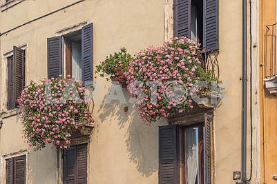 Flowers on the balcony in Verona