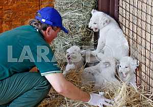 White lion cubs