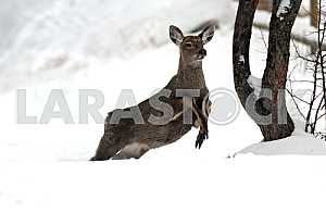 Young deer