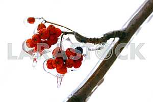 Rowan berries on a branch covered with ice