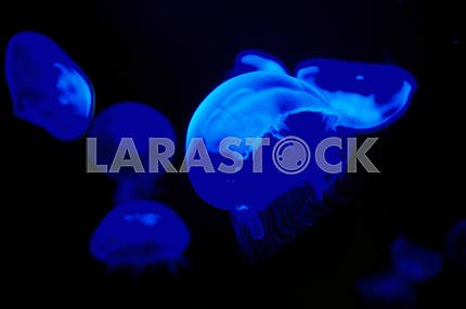 Medusa by ultraviolet light, abstraction