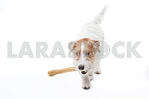 Young dog Jack Russell terrier with bone on the white background