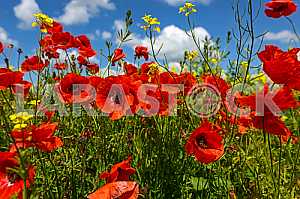 Poppy