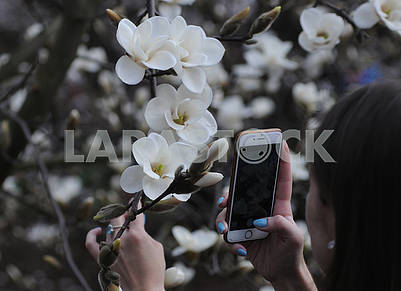 The girl takes pictures of magnolia flowers