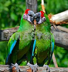 Beautiful Pet Parrot