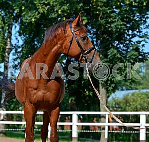Tribal young stallion at the racetrack