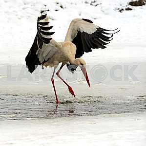 Stork in its natural habitat
