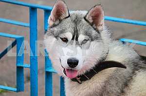 Siberian husky