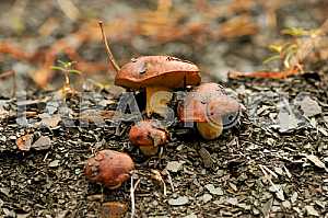 Mushroom oil