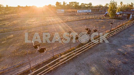 Ostrich farm