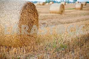 Staw bales on fields at harvesting time