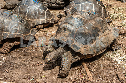 Seychelles Turtle Aldabra