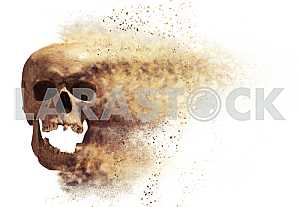 Skull