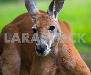 Kangaroos