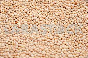 Seed