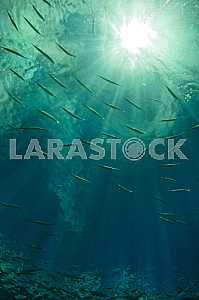 Sunny school of fish