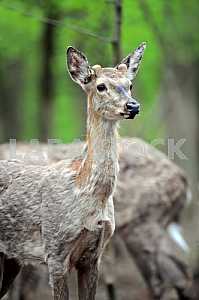 Fawn
