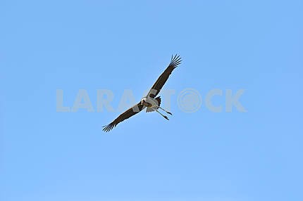 Marabou Stork 