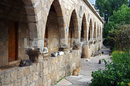 Monastery cats. Cyprus. Limassol