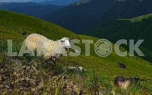 Herd of Sheep